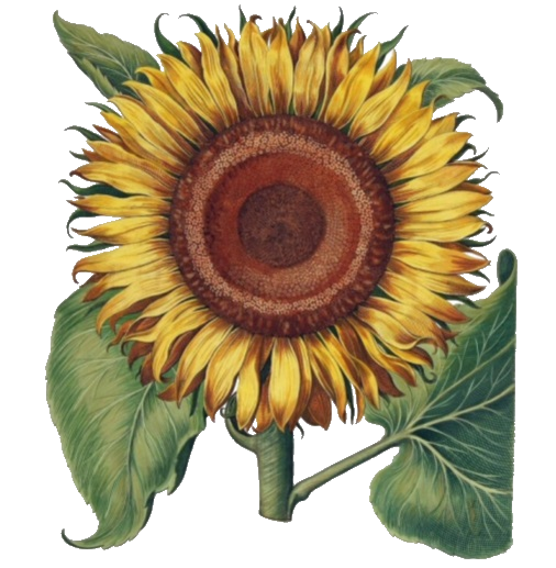 image of a sunflower
