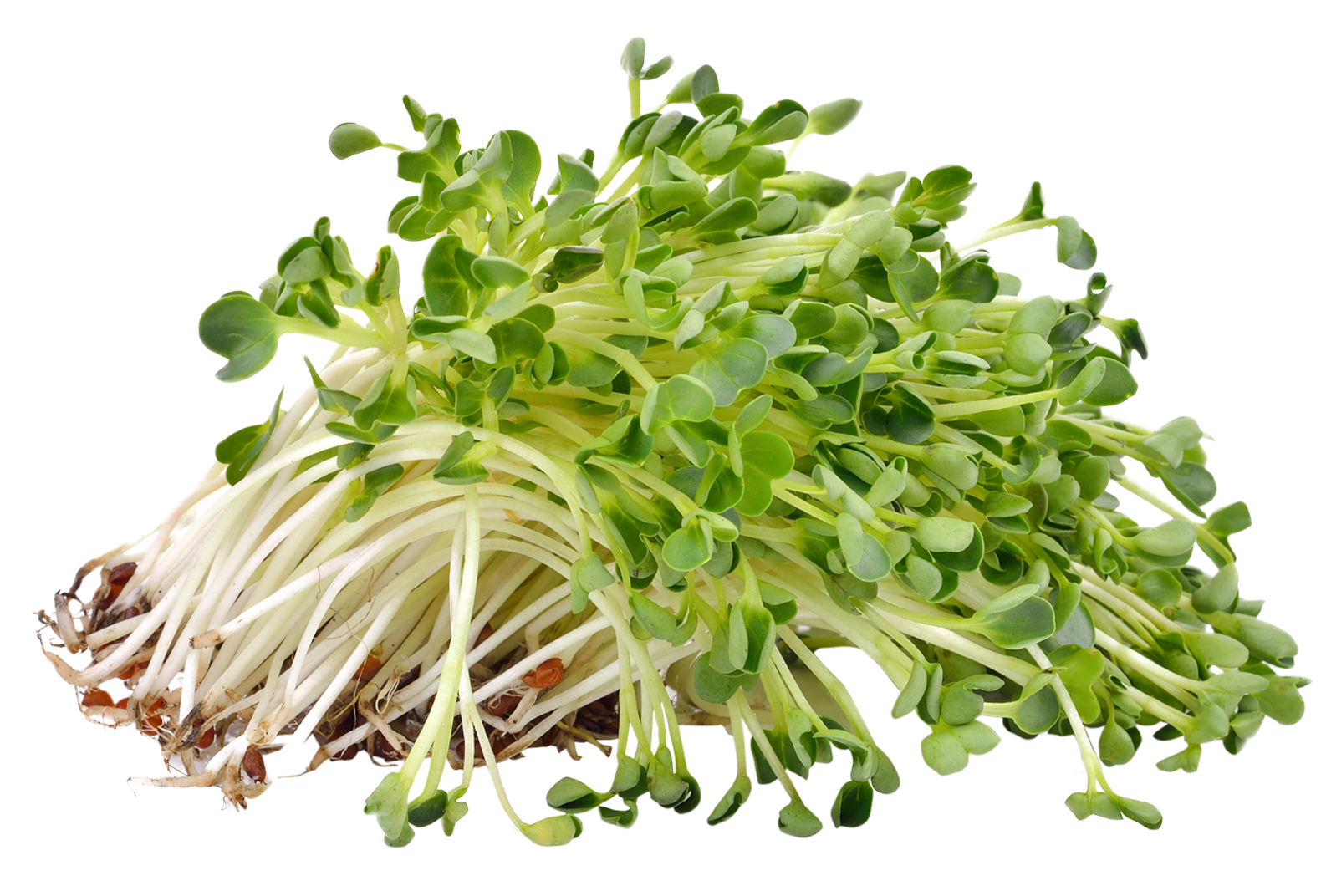 Alfalfa Sprout seeds